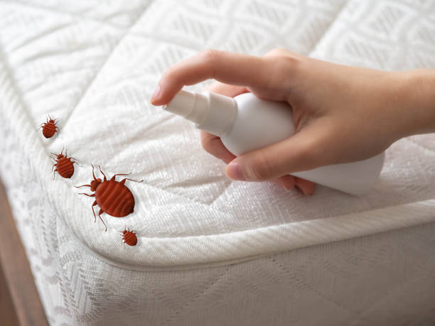 Emergency Pest Control in Branson, MO